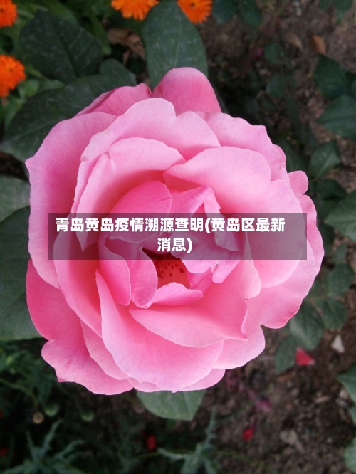 青岛黄岛疫情溯源查明(黄岛区最新消息)