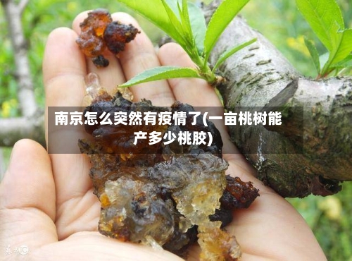 南京怎么突然有疫情了(一亩桃树能产多少桃胶)-第3张图片