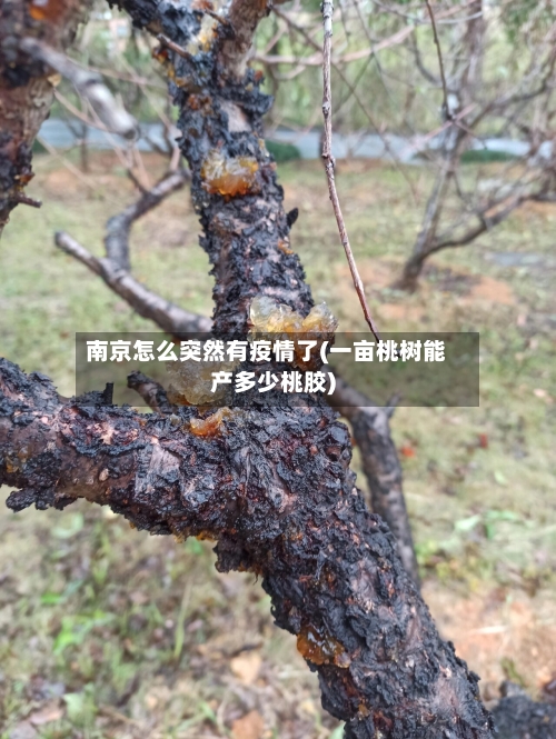 南京怎么突然有疫情了(一亩桃树能产多少桃胶)