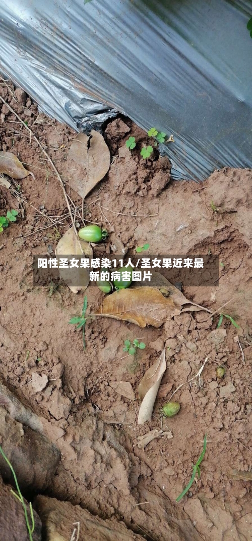 阳性圣女果感染11人/圣女果近来最新的病害图片-第2张图片
