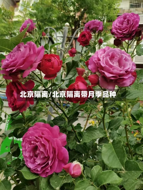 北京隔离/北京隔离带月季品种