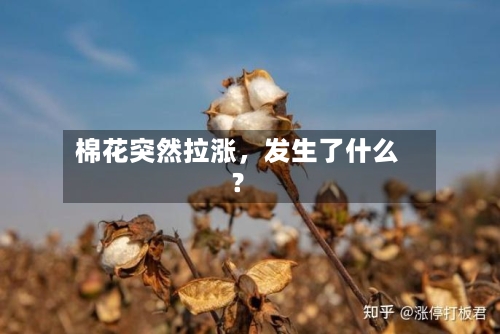棉花突然拉涨	，发生了什么？-第2张图片