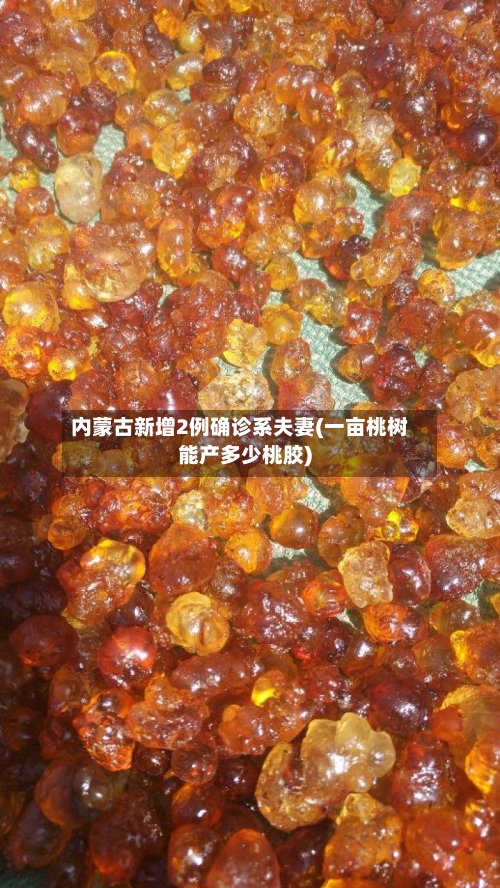 内蒙古新增2例确诊系夫妻(一亩桃树能产多少桃胶)-第2张图片
