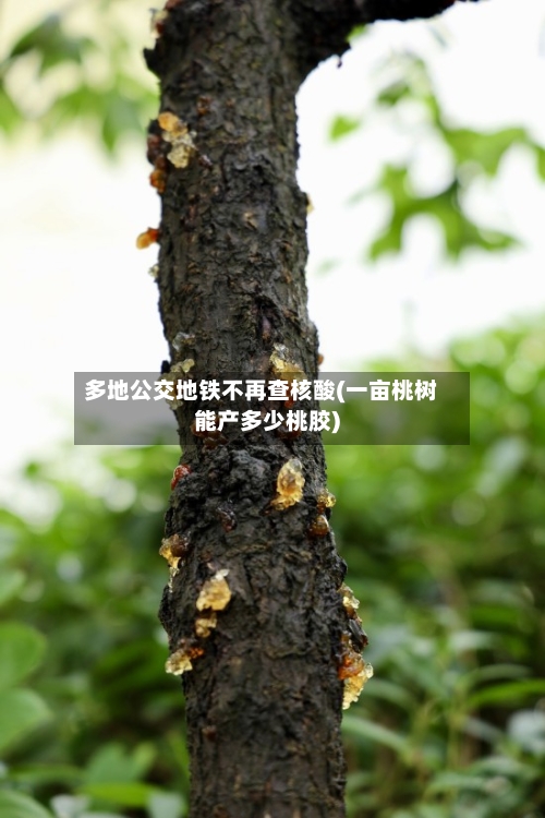 多地公交地铁不再查核酸(一亩桃树能产多少桃胶)-第2张图片